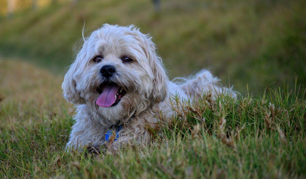Cainele Shih Tzu