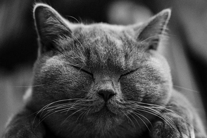 British shorthair