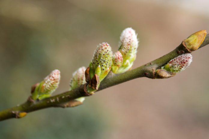fruit trees