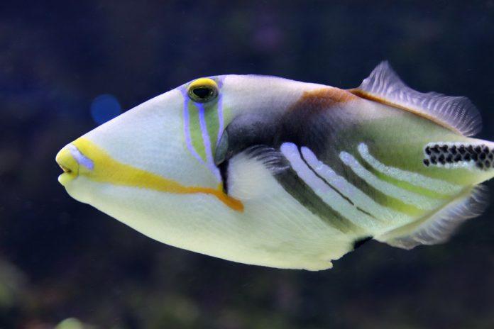 fish