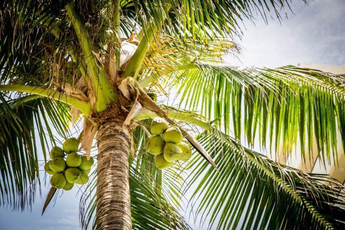 untul de cocos pentru piele