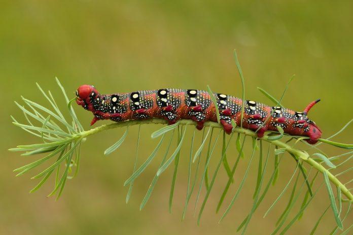 cutia pandorei semnificatie