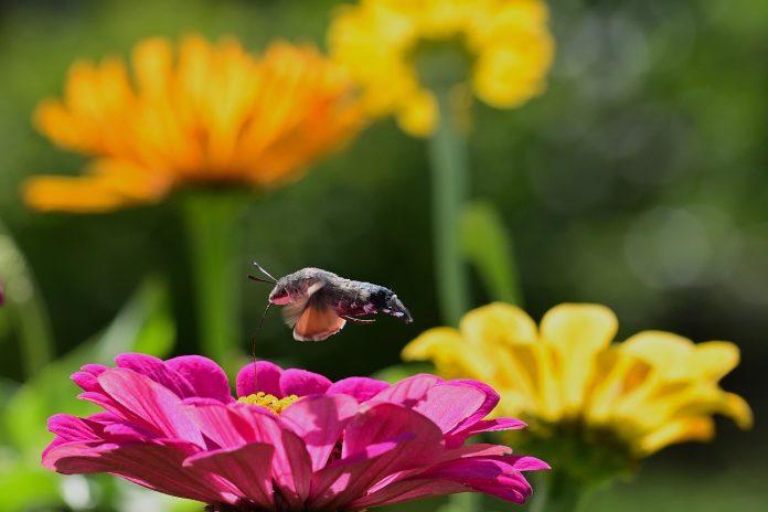 pasarea colibri semnificatie