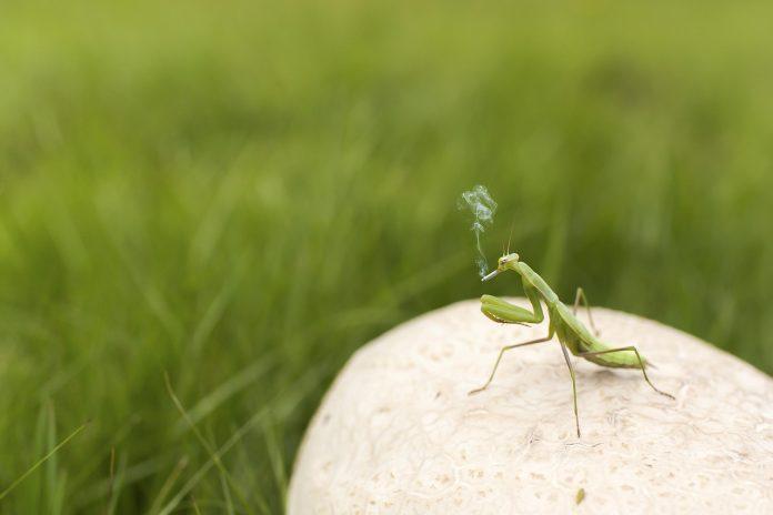 calugarita insecta semnificatie spirituala