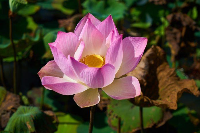 lotus semnificatie
