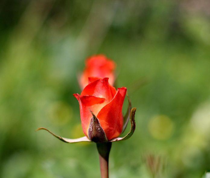 floare anthurium semnificatie