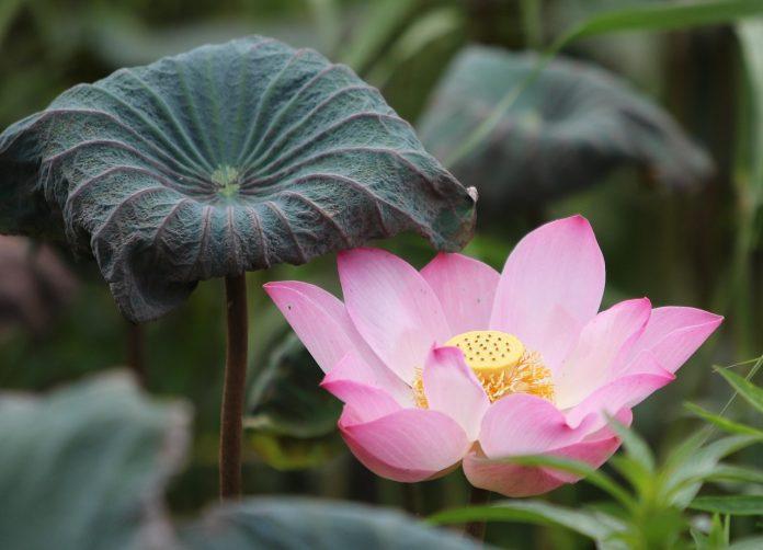 floare de lotus semnificatie
