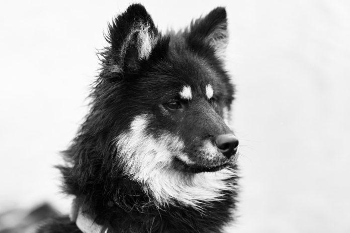 ziua marii negre