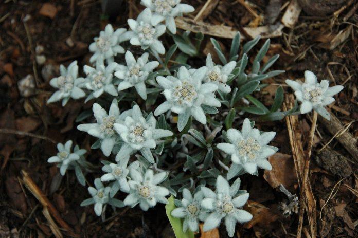 ziua florii de colt