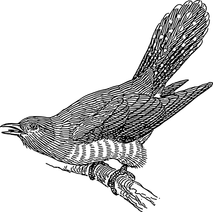 ziua cucului