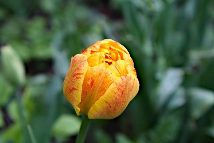 ziua nationala a florilor